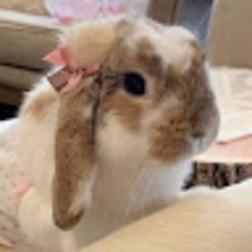 Meet your Posher, Daphnee